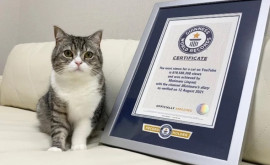 Кот попал в Книгу рекордов Гиннесса набрав больше всех просмотров на Ютубе