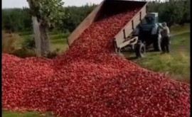 Camionul cu mere aruncate pe cîmp în nordul țării Ce spune Ministerul Agriculturii