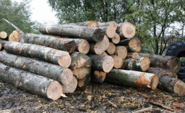 Ecologiștii trag semnal de alarmă în privința copacilor tăiați ilegal