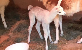 В зоопарке Кишинева пополнение родился детеныш ламы