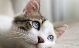 Приложение для распознавания мяуканья поможет понять чего хочет ваша кошка