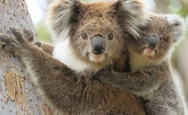 Populaţia de koala în declin rapid pe teritoriul Australiei