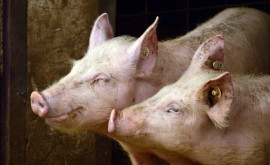 На Гаити впервые за 37 лет произошла вспышка африканской чумы свиней