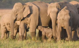 Исследование Как на слонов влияет наличие у них братьев и сестер