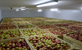 В Молдове ощущается дефицит фруктохранилищ