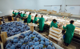 Prunele proaspete din sudul Moldovei sînt exportate în premieră în Uniunea Europeană