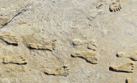 Urmele fosilizate arată că oamenii au ajuns în America de Nord mult mai devreme decît se credea