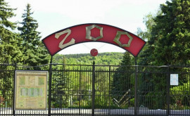 Кишиневский зоопарк закрывается на 10 дней
