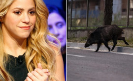 Shakira a fost atactă de mistreți întrun parc din Barcelona