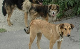 Более сотни собак нашли пристанище в приюте в Чореску