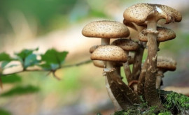 Лесные грибы в Германии всё ещё заражены изза чернобыльской катастрофы