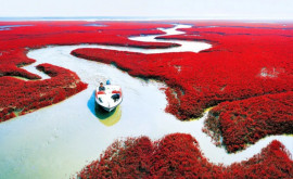 Эффектные изображения красного пляжа в Китае
