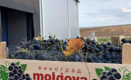 Moldova exportă struguri de masă în SUA și Emiratele Arabe Unite