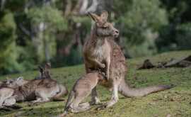 В Австралии подростки забили до смерти 14 кенгуру