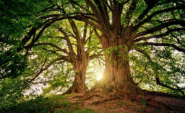 Oamenii de știință au aflat cum arăta cea mai veche pădure de pe Pămînt