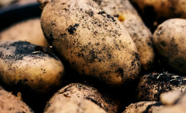 Mai mulți locuitori din Rîșcova cresc cartofi ecologici