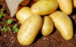 Почему дорожает картофель 