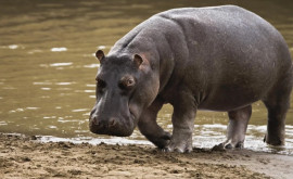 Columbia a început să sterilizeze hipopotamii cocainei