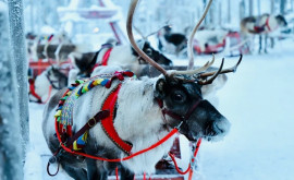 În Laponia satul lui Moș Crăciun a fost acoperit cu zăpadă