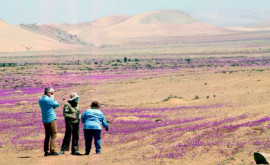 Fenomen spectaculos Unul dintre cele mai aride deșerturi din lume a înflorit