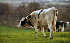 В Криулянском районе на трассе сбили двух коров