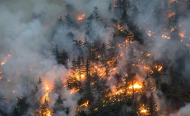 В Австрии не могут потушить крупнейший в истории страны лесной пожар