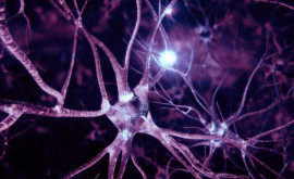Обнаружен механизм восстановления разрушенных нервных клеток