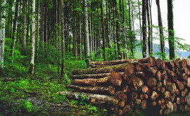 Republica Moldova sa alăturat Declarației liderilor de la Glasgow privind pădurile și utilizarea terenurilor