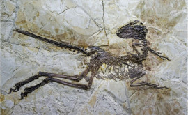 Oamenii de știință chinezi au descoperit o nouă specie de dinozauri