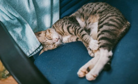 Польза и недостатки сна в одной кровати с домашними животными