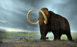 Oamenii au grăbit extincţia mamutului lânos