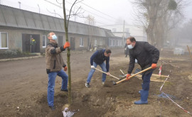 Чебан Сегодня в Кишиневе высадят 11 тысяч деревьев и кустов