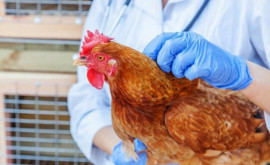 În lume se atestă mai multe focare de gripă aviară