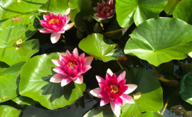 Сказочные кадры Как выглядит Озеро розовых лотосов в Таиланде