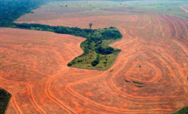 Вырубка лесов в Бразилии достигла рекордного уровня за 15 лет