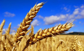 Герчиу о пшенице из госрезерва Потерь нет