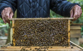 Впервые в Молдове открылся пчеловодческий комплекс