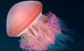 Ученые научились читать мысли медуз