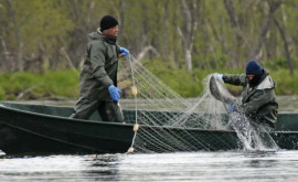 Un braconier surprins cum își verifică plasele instalate ilegal întrun lac