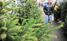 Где в этом году можно купить елку для зимних праздников