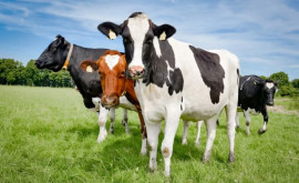 В Молдове мясное и молочное животноводство находится в упадке Какие решения предлагают власти