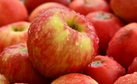 Care este recolta de mere în Moldova și ce volum va fi vîndut spre consum în stare proaspătă