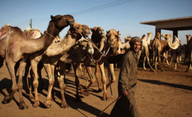 В Саудовской Аравии десятки верблюдов исключили из конкурса красоты
