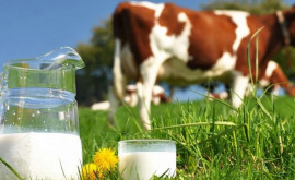 Еврокомиссия одобрила экспорт первой партии молдавских молочных продуктов на рынок ЕС