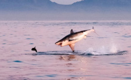 Momentul în care un pui de focă reușește să scape de un rechin uriaș din specia Marele Alb 