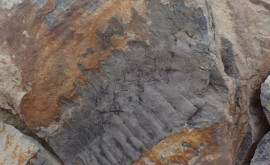 В Англии нашли окаменелость гигантской многоножки