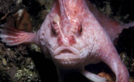 Впервые за 22 года в Австралии обнаружили редкую розовую рыбу