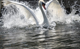 На озеро столичного парка Валя Морилор прилетели 13 лебедей