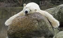 В Берлинском зоопарке умерла старейшая в Европе белая медведица