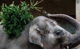Metodă neobișnuită de reciclare Brazi de Crăciun serviți ca desert pentru elefanți